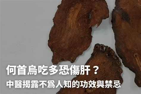 何首烏的功用|何首烏秋冬進補怎麼吃？醫列功效禁忌＋何首烏藥膳做。